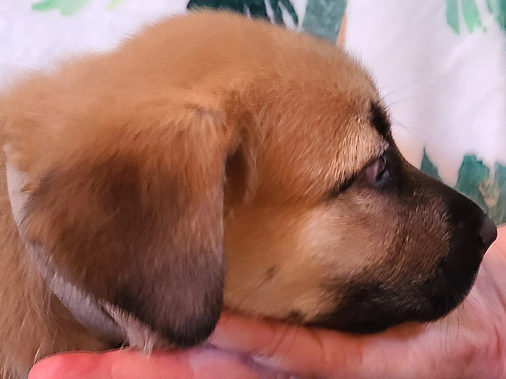 chinook puppy